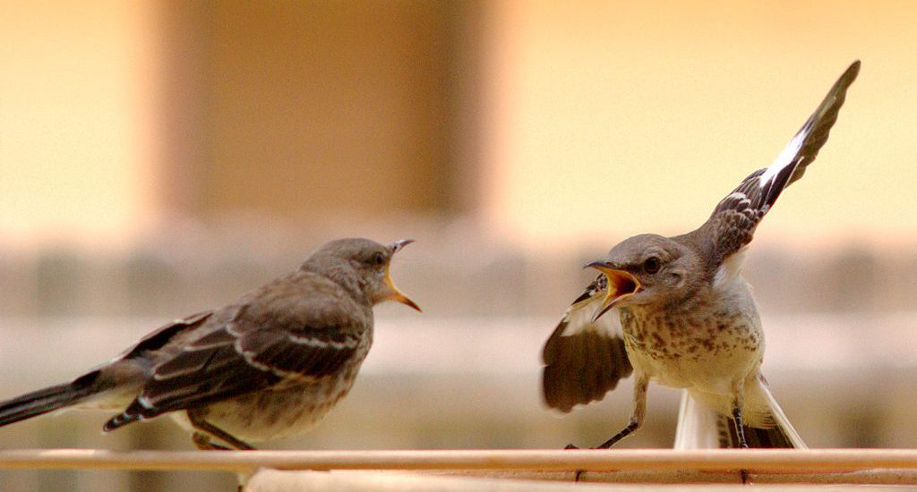 Photo of two mockingbirds arguing. This is a good analogy for interpersonal conflict in the workplace.