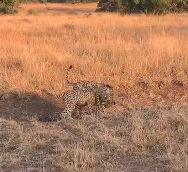 A tail-less cheetah cub and his mother.